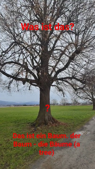 Wir lernen jeden Tag ein neues Wort auf Deutsch: Heute ist es "der Baum"