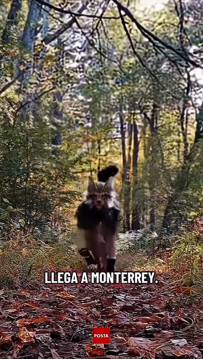 VIDEO | Therians en Nuevo León: ¿quiénes son la subcultura animal que se volvió viral en TikTok?