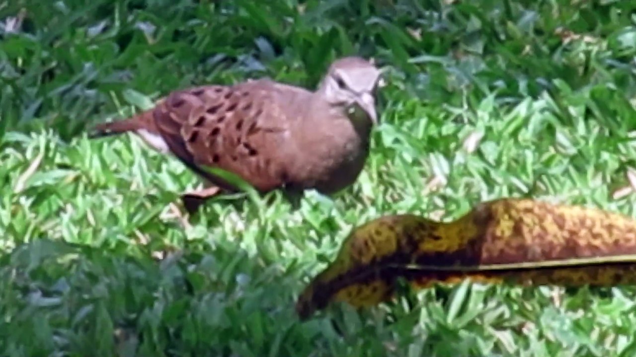 Wildlife: The dynamic feast of the doves in the garden