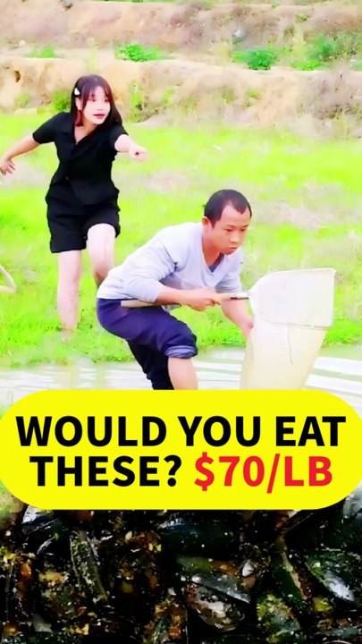 No Way! These $70/LB Diving Beetles Taste EXACTLY Like Fried Shrimp! 🤯🍤