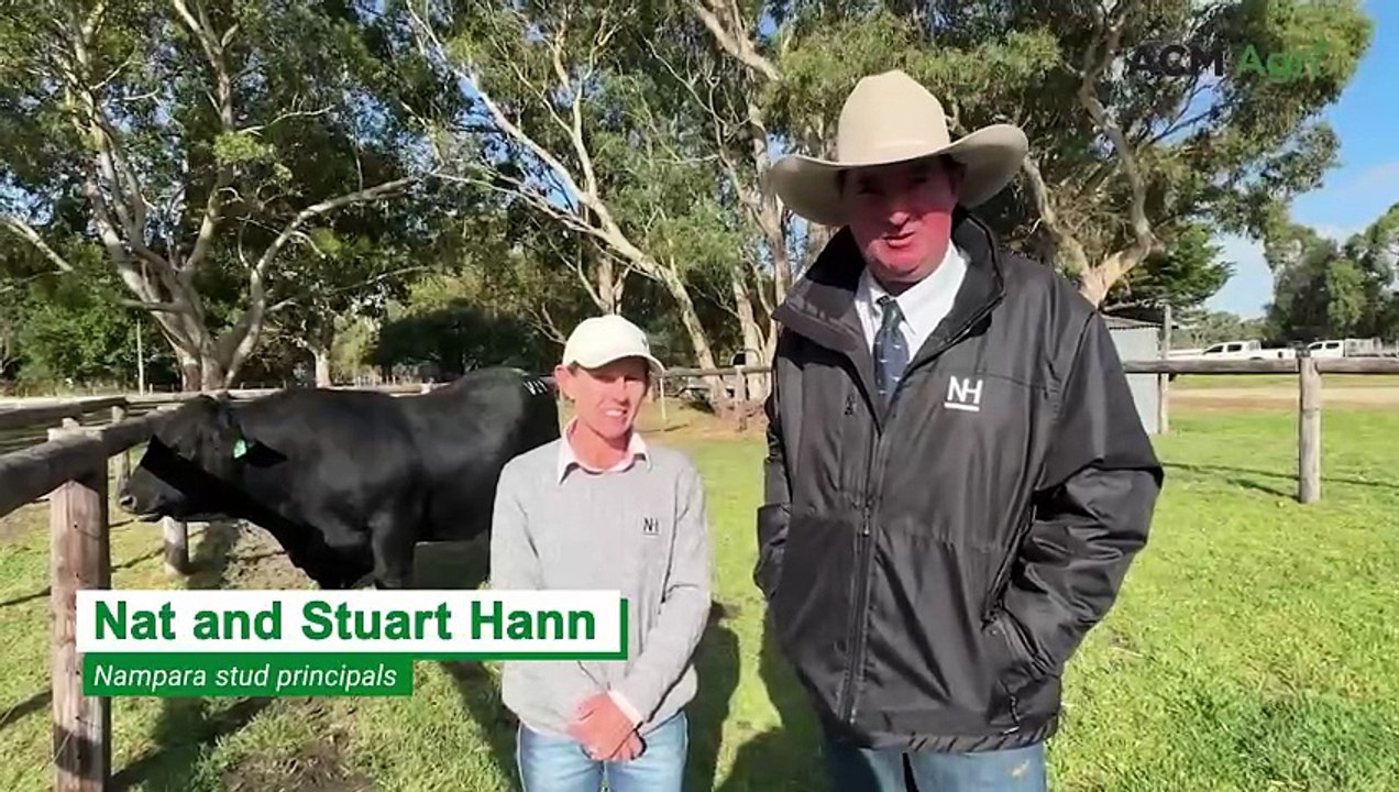 Standout top-priced bull headlines strong Nampara sale