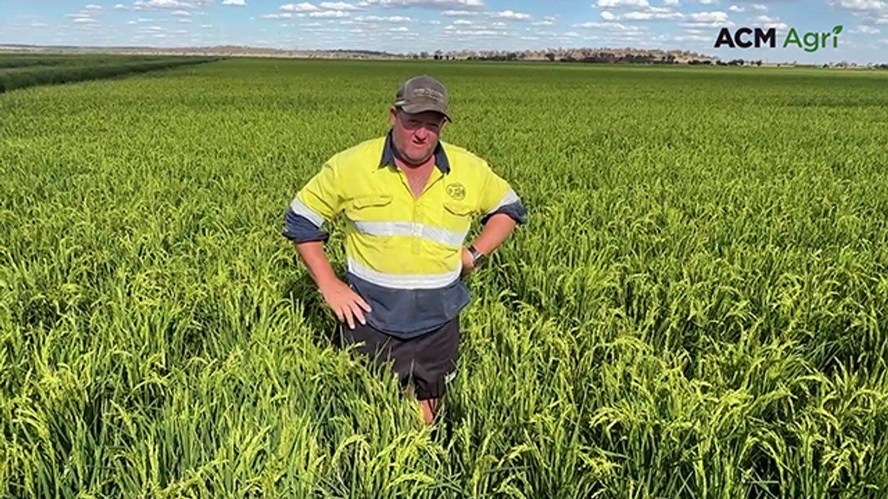 Amberley Pastoral grows entire rice crop as aerobic this season