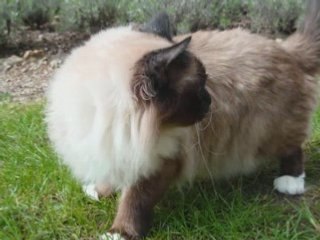 Montage Vidéo Ulysse