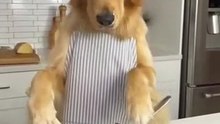 Dog Makes Food EP1: Egg Omelette