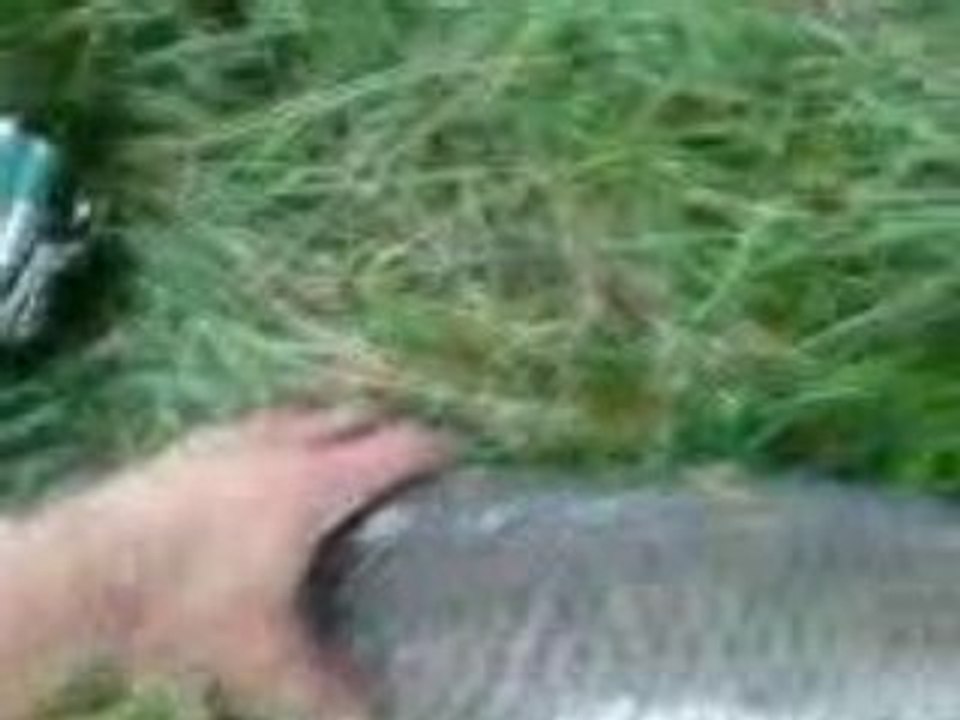carpes 80cm