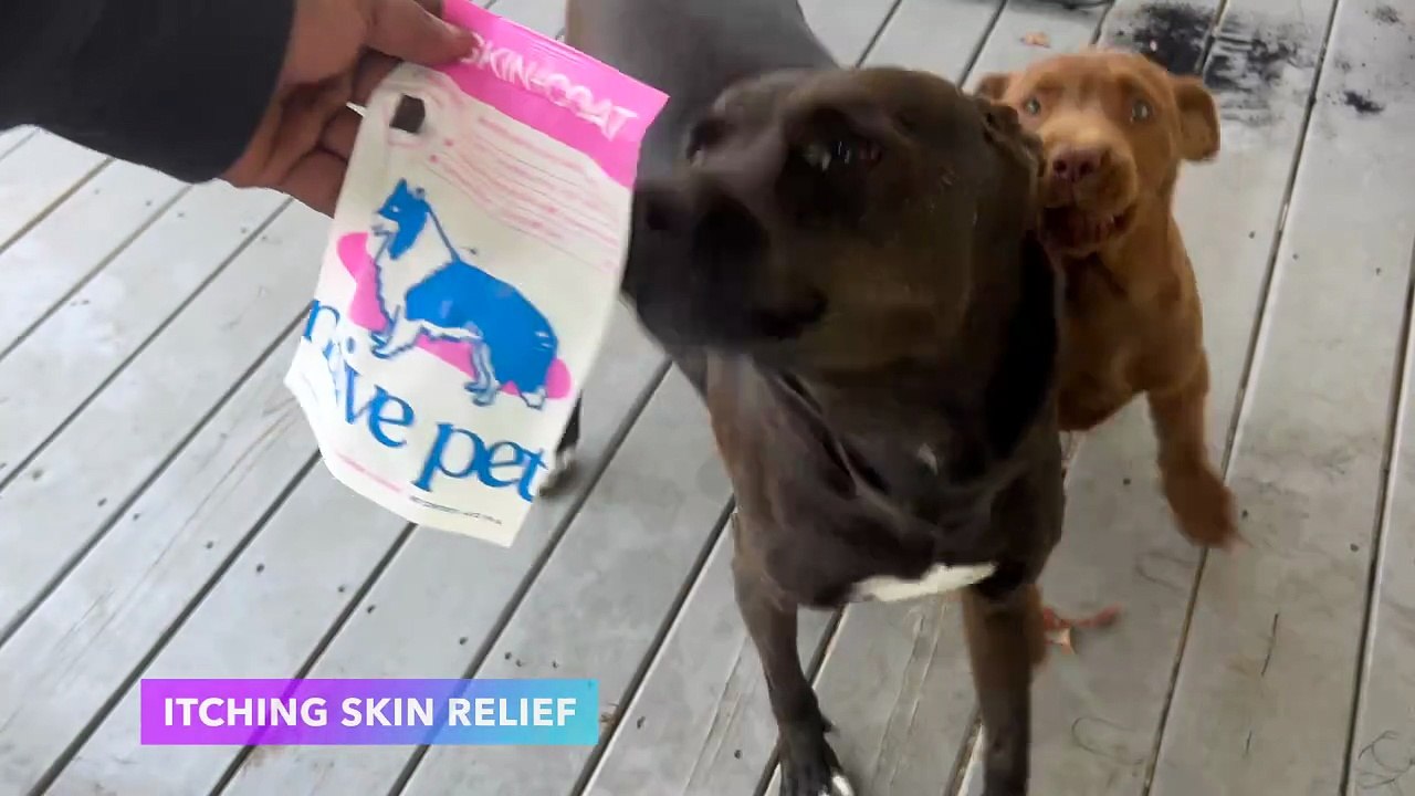Native Pet Omega Skin and Coat Chews for Dogs