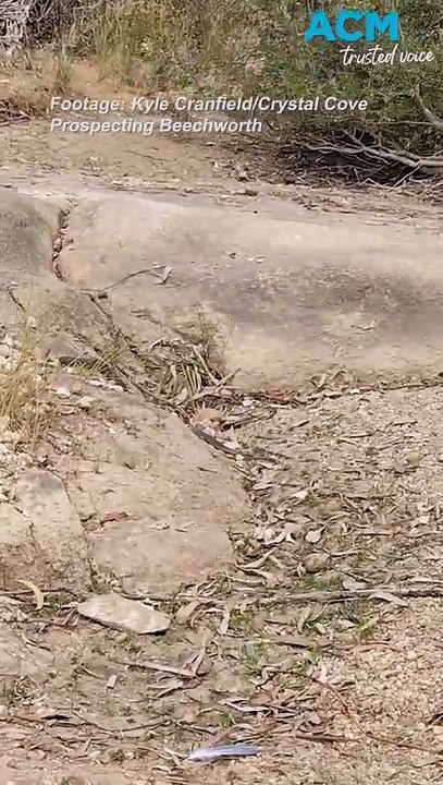 ‘Snake fight club': Beechworth prospecter captures moment a brown snake eats a red belly