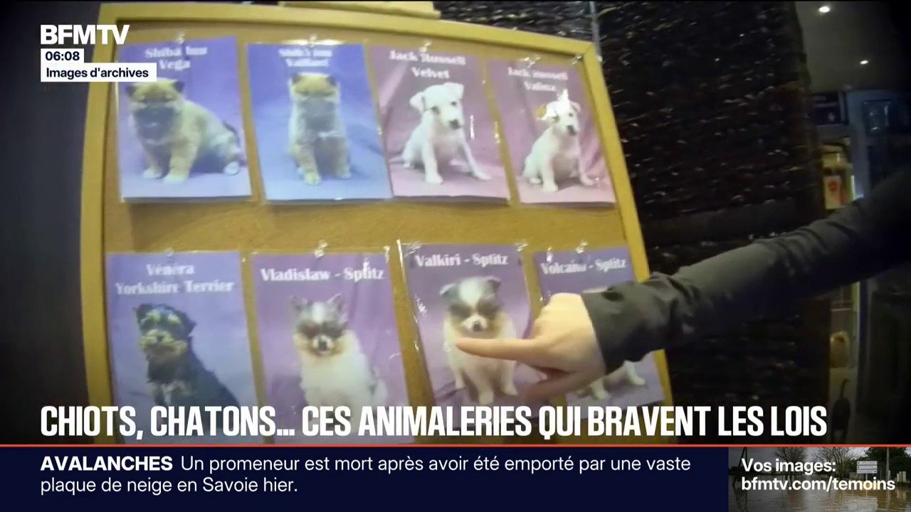 Certaines animaleries continuent de vendre illégalement des chiens et des chats alerte 30 Millions d'Amis