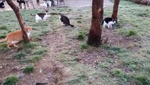Das schwierige Leben in einer Katzenauffangstation. Mit über 350 geretteten Katzen und 74 Hunden in unserer Obhut sind wir täglich überfordert.Wenn wir in Deutschland eine N