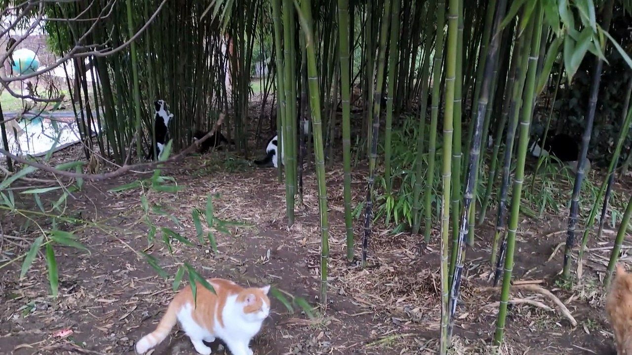 Hunting birds in the bamboo ))Silly cats think they can climb the bamboo )).hd