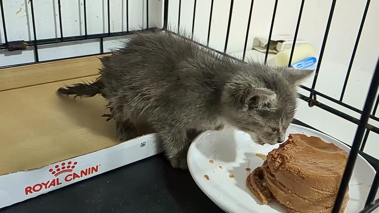 Inca un micut luat din strada, din frig.hd