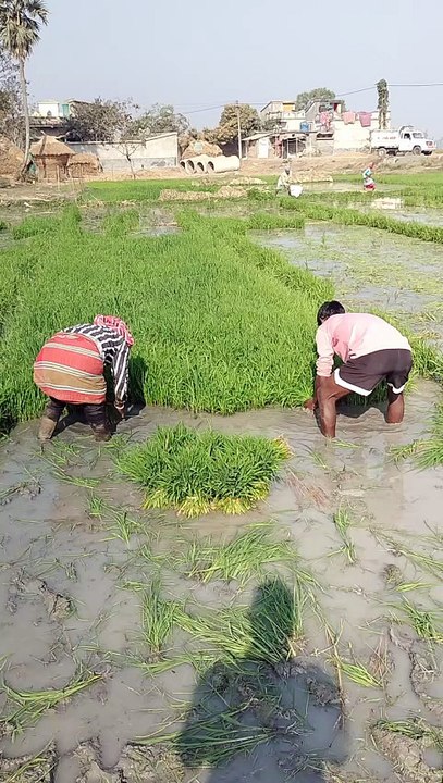 Agriculture hardwork of workers #land #agriculture, #workers #work