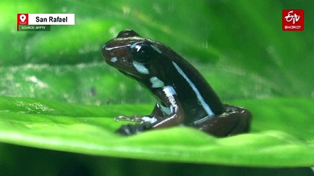 Navalny Toxin Likely Synthetic, Says Ecuadoran Dart Frog Expert
