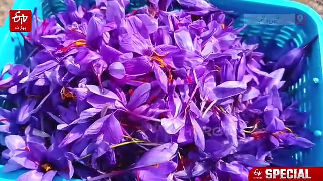 جموں و کشمیر میں سیب اور زعفران کے لیے کراپ انشورنس اسکیم زور پکڑ رہی ہے، لاکھوں کسانوں کو ریلیف متوقع
