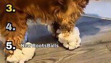 Ranking Dogs with Snowballs