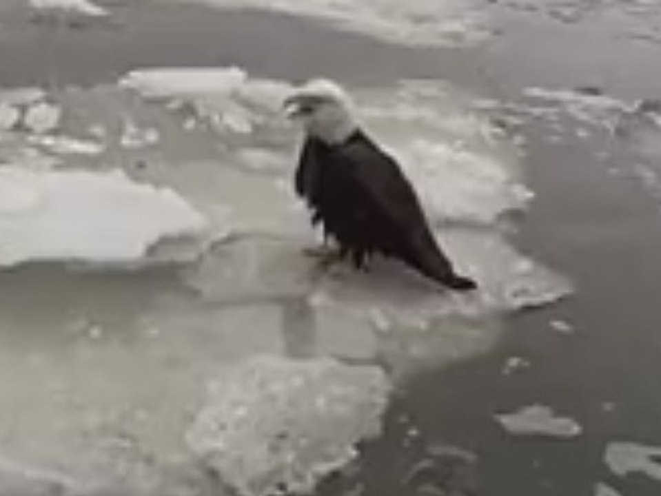 Schreie locken Polizei an: Verletzter Adler vom Hudson River gerettet