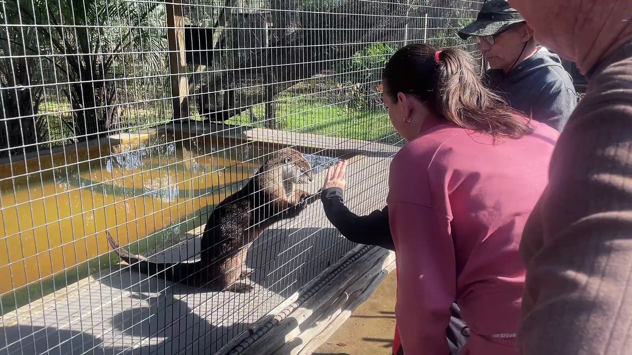 Otter Feeding 2023 12 27 11 09 09