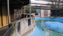 Newquay Zoo Penguin Pool refurb