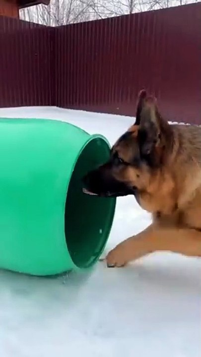 German Shepherd Dog Playing #dog #kingdomofawais