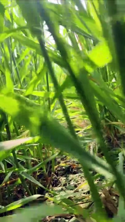 My Daily Routine in Village - Beautiful Nature Vlog 2026