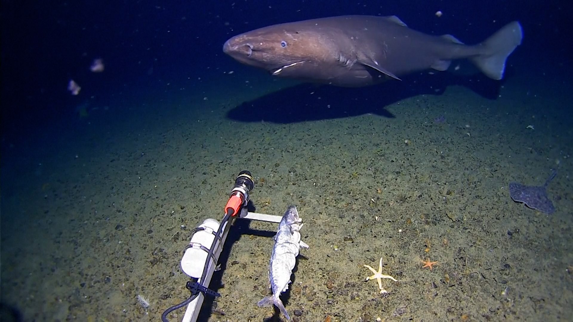 Un torpe tibur�n barril nadando l�nguidamente sobre un lecho marino demasiado profundo para que los rayos del sol lo iluminaran fue una vista inesperada.
Muchos expertos pensaban que no exist�an tiburones en las g�lidas aguas de la Ant�rtida antes de que este tibur�n dormil�n se moviera con cautela y brevemente ante el foco de una c�mara de v�deo, seg�n declar� esta semana el investigador Alan Jamieson.
El tibur�n, que fue filmado en enero de 2025, era un ejemplar considerable, con una longitud estimada de entre 3 y 4 metros (10 y 13 pies).
La c�mara, operada por el Centro de Investigaci�n Oce�nica Minderoo-UWA, que investiga la vida en las partes m�s profundas de los oc�anos del mundo, estaba situada frente a las islas Shetland del Sur, cerca de la pen�nsula Ant�rtica.
Eso est� bien dentro de los l�mites del oc�ano Ant�rtico, tambi�n conocido como oc�ano Austral, que se define como el �rea situada por debajo de la l�nea de latitud 60 grados sur.
El mi�rcoles, el centro dio permiso a The Associated Press para publicar las im�genes.
El tibur�n se encontraba a 490 metros (1608 pies) de profundidad, donde la temperatura del agua era de 1,27 grados Celsius (34,29 grados Fahrenheit), casi bajo cero.
En la imagen aparece una raya inm�vil en el lecho marino, aparentemente imperturbable por el paso del tibur�n.
La raya, un pariente del tibur�n que se parece a una mantarraya, no fue una sorpresa, ya que los cient�ficos ya sab�an que su �rea de distribuci�n se extend�a tan al sur.
Jamieson, director fundador del centro de investigaci�n con sede en la Universidad de Australia Occidental, afirm� que no hab�a encontrado ning�n registro de otro tibur�n encontrado en el oc�ano Ant�rtico.
