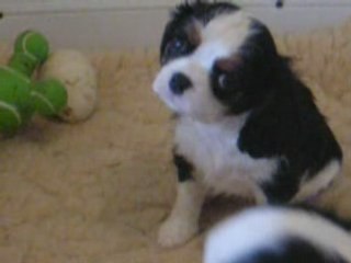 Darjeeling chiot cavalier king charles