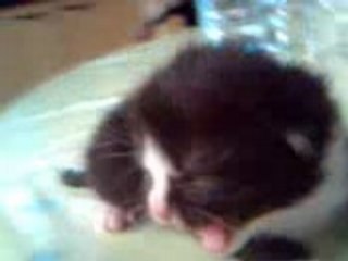 Boule de poils