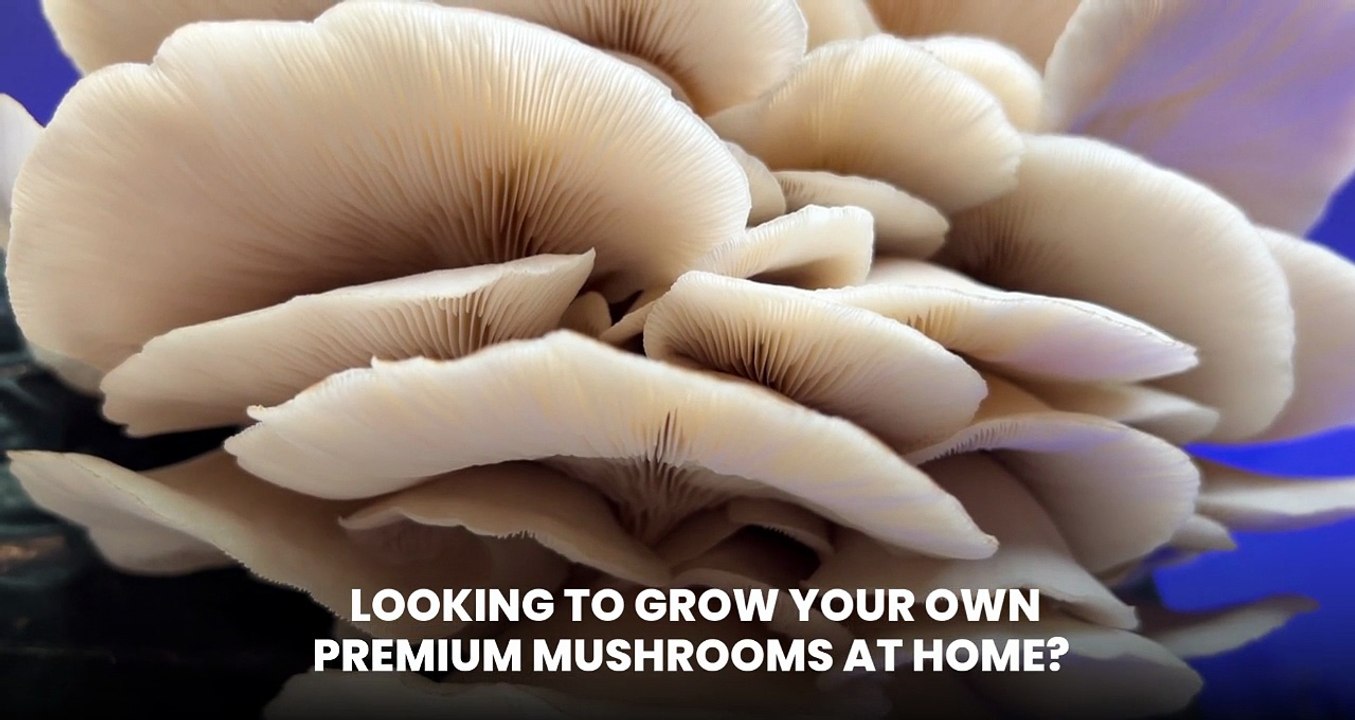 Burma Mushroom Strain Spores Online| Quality Spores| Buy Burma Mushroom Spores