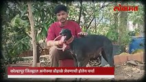 गावच्या महिलांनी मिळून केले कोल्हापुरातील मादी श्वानाचे डोहाळे जेवण