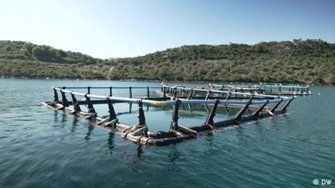 Geister-Fischfarmen bedrohen Meere vor Griechenlands Küsten