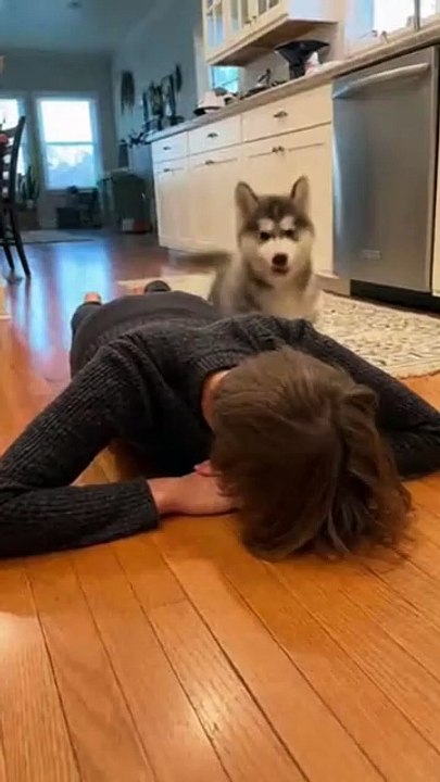 Husky Puppy Playing with Owner #husky #dog #kingdomofawais