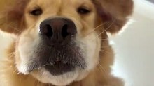 POV You're a Dog Treat And There's A Golden Retriever