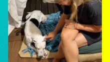 Perrito sordo aprende lengua de señas y conmueve al comunicarse con su dueño