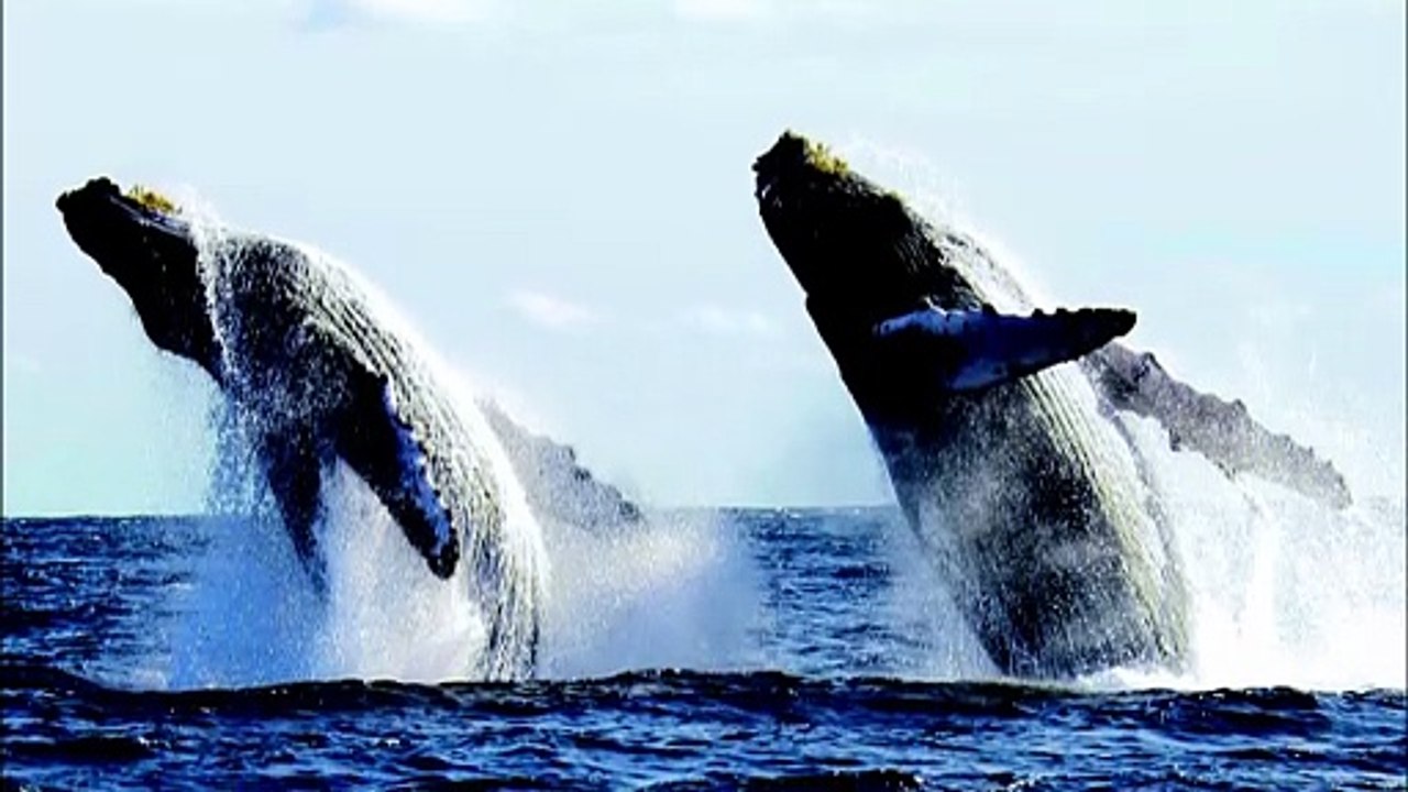 Récord de ballenas jorobadas en Vallarta | CPS Noticias Puerto Vallarta