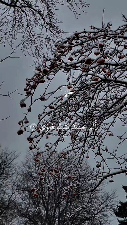 🌅 Surah Ad-Ḍuḥā (93:6–8) — سورة الضحى ✨ Allah Never Abandoned You 🤍🌤️ #love #Quran #viral #shorts #trending #youtubeshorts #fyp #short #SurahAdDuha #Hope #Gratitude #IslamicReminder