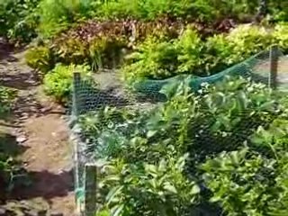 Un petit tour au jardin.. mai 2008 001