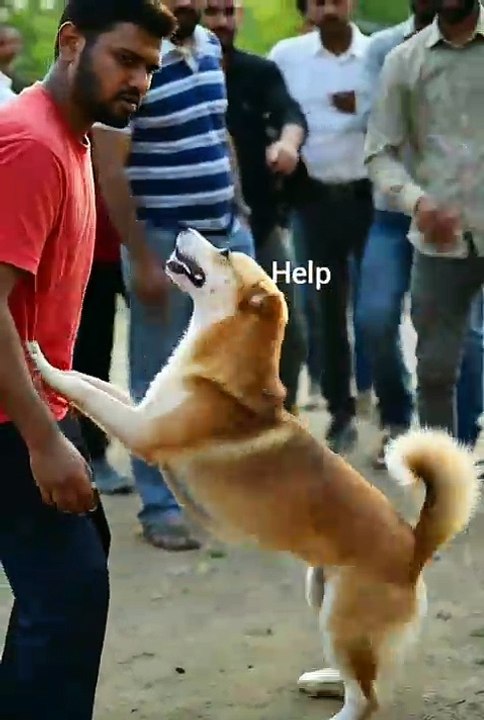 Puppy is machanic