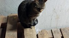 #cat
