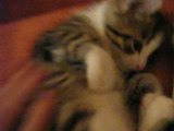 Video chatons 31 mai 2008