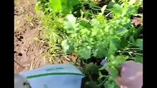 Michele monopoli story dopo una mangiata di cime di rapa relax a grottaglie