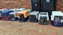 RSPCA seize 13 horses, 24 cats from serial offender