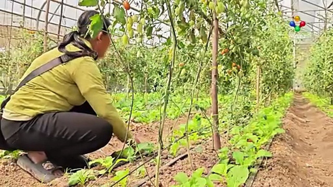 ឈប់ចំណាកស្រុក! ស្ត្រីមួយរូបងាកមកដាំបន្លែក្នុងផ្ទះសំណាញ់ កំពុងរីករាយនឹងការប្រមូលផលលក់បានប្រាក់ចំណូលរាល់ថ្ងៃ