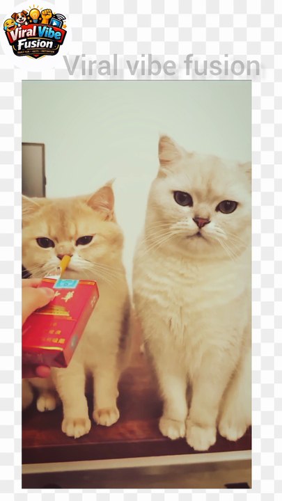 Cute cat,funny cat