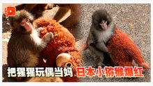 小猕猴把猩猩玩偶当妈 Panchi君喜获“猴友谊”