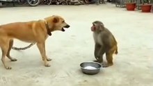 Dog vs Monkey | Funny Animal Face-Off