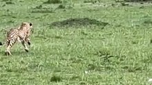 "In the Savanna Wilderness: A Tense Chase in Nature"