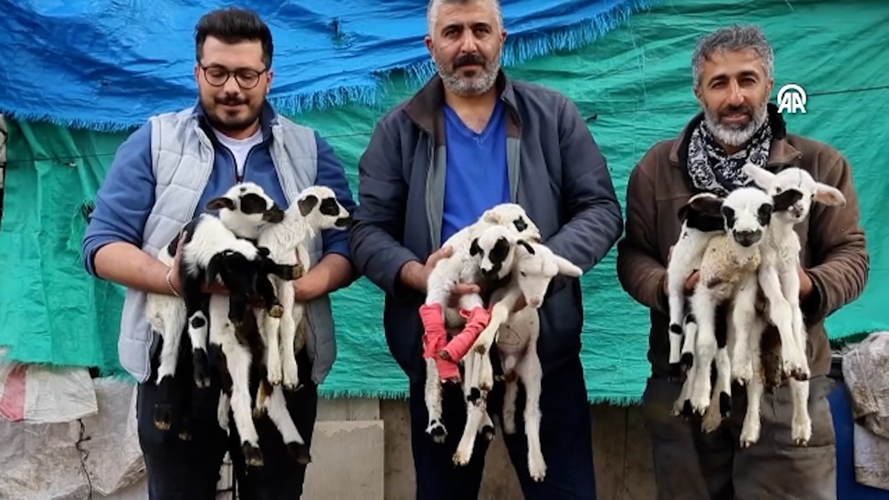 Denizli'de bir koyun tek batında 9 kuzu doğurdu