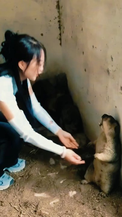 #animaux