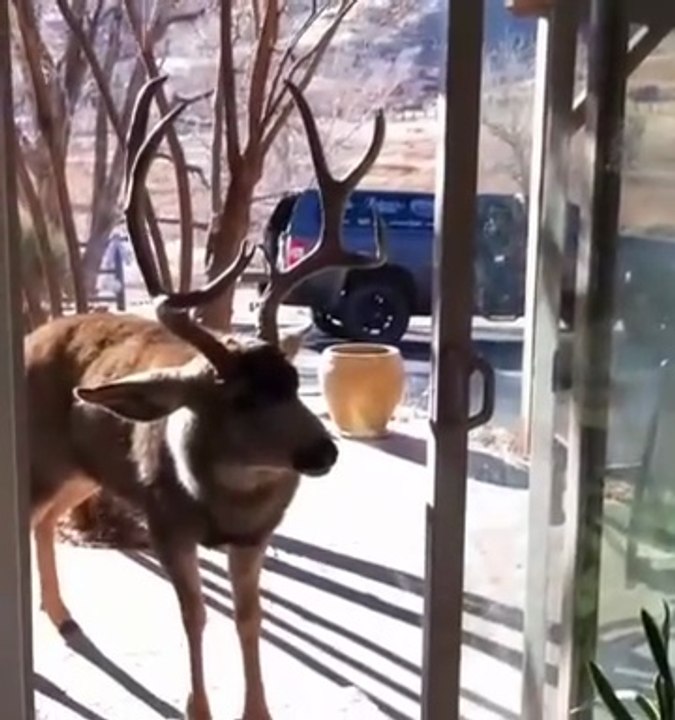 Damn Nature You Crazy! 🤯 Insane Animal Fails Compilation | Wild & Funny Animal Moments