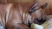 Tiny Duckling Gives Frenchie “Beak Massage” In Cute Clip|| Heartsome 💖